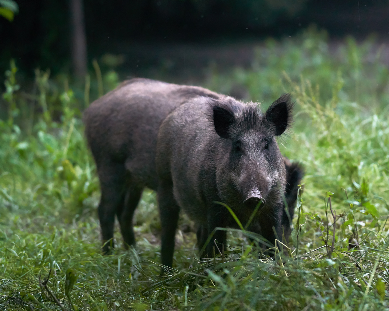 Feral Pig Eating Grass